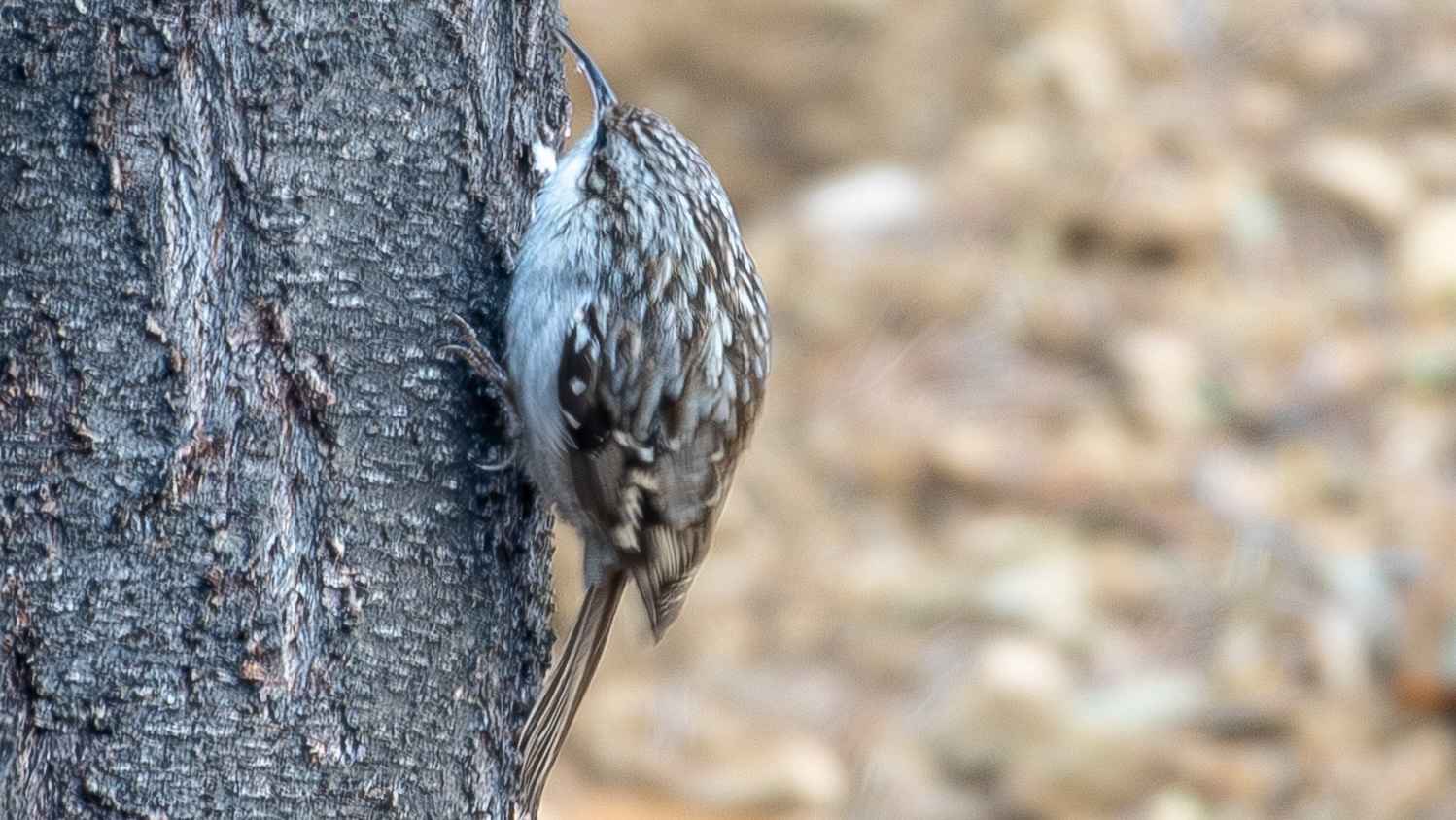 Eurasian Treecreeper